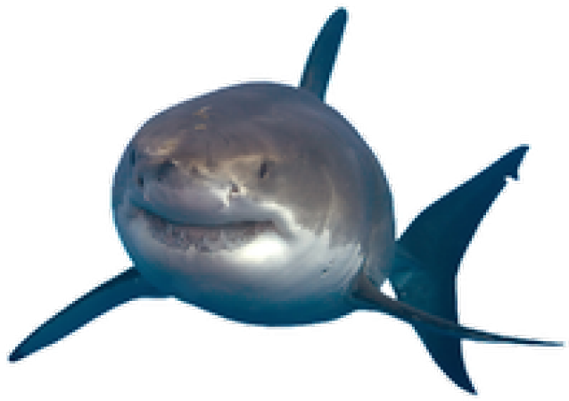 Shark.png (640x480), Png Download