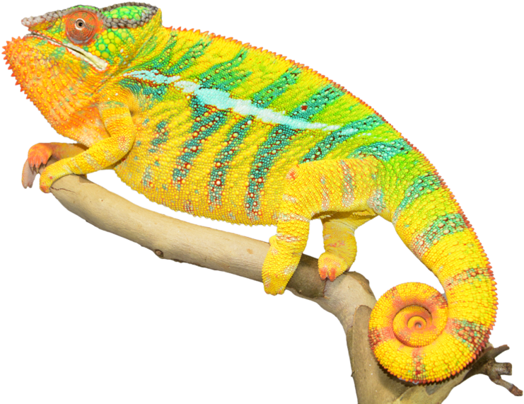 Chameleon Png Photos (800x630), Png Download