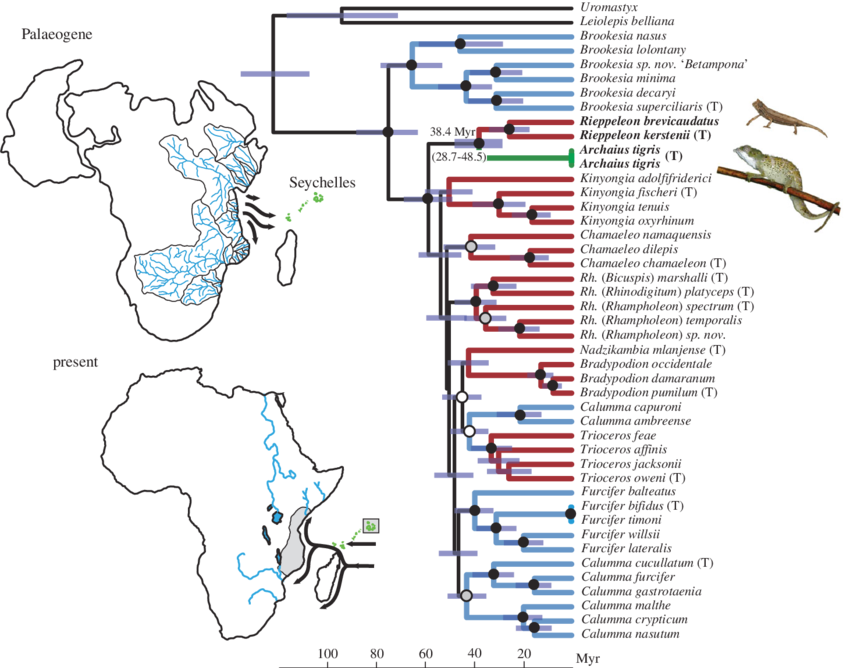 Bayesian Chronogram Of Chameleon Phylogenetic Relationships (850x668), Png Download