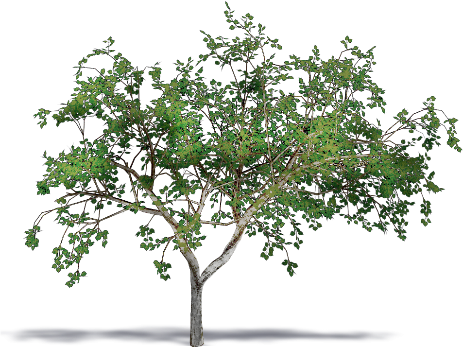 Almond Png (1000x1000), Png Download