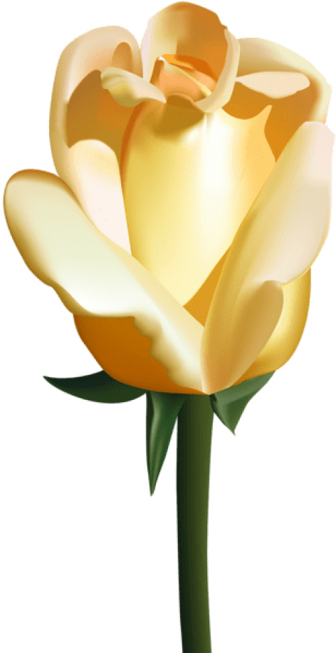 Free Png Yellow Rose Png Images Transparent (481x918), Png Download