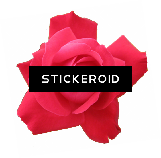 Red Rose Flowers (562x553), Png Download