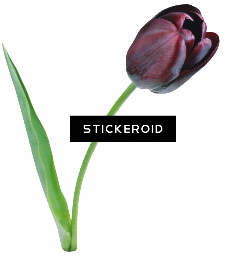 Tulip Flower (836x875), Png Download