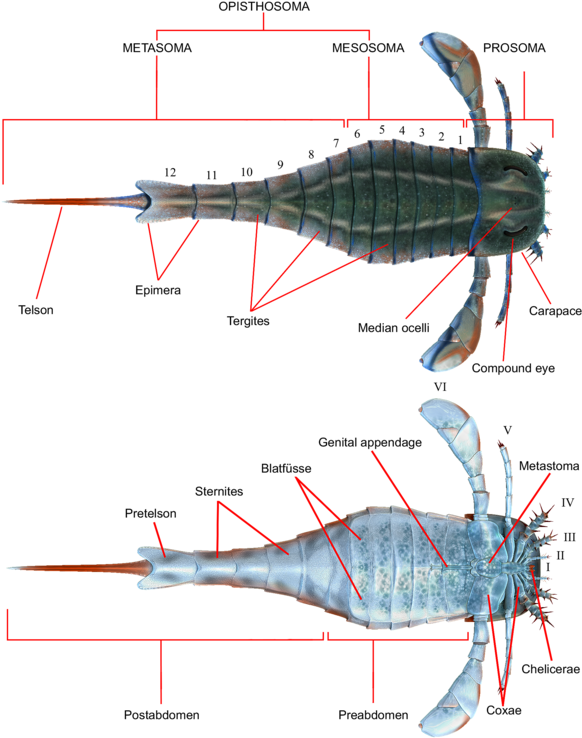 Eurypterus Anatomy (604x768), Png Download