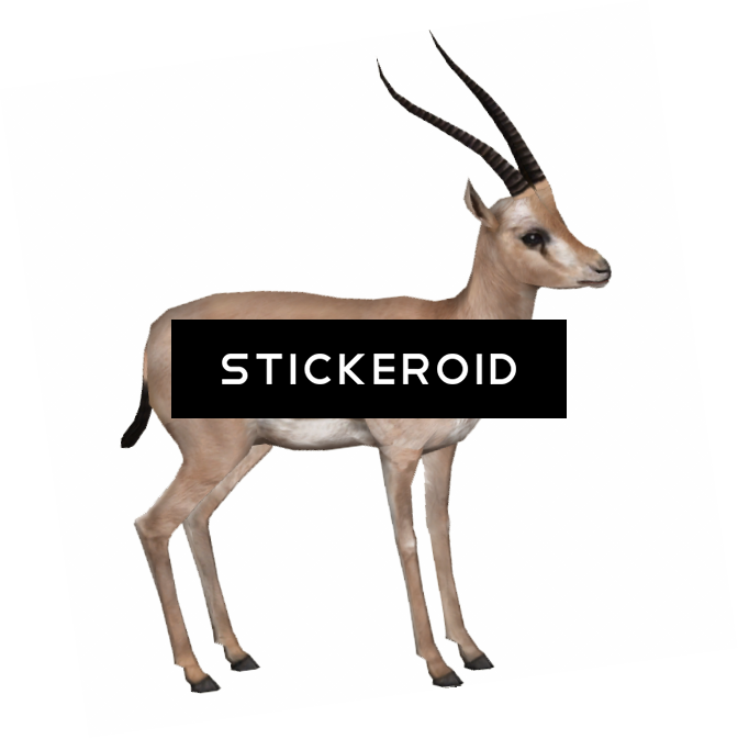 Download Gazelle Hd Png Image With No Background Pngkey Com
