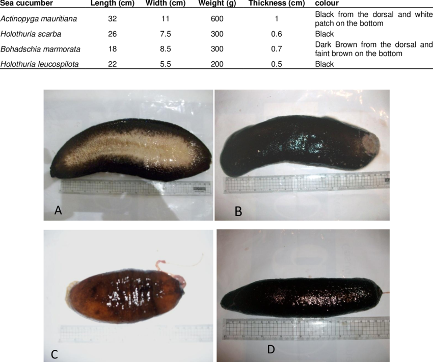Morphometric Analysis Of The Investigated Sea Cucumbers (850x710), Png Download