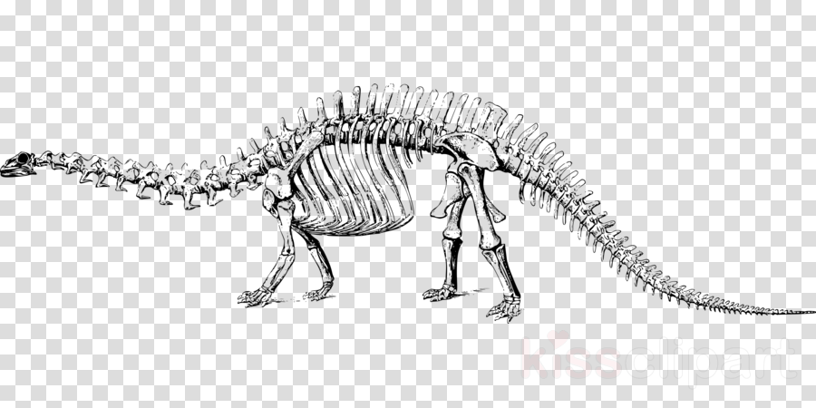 Dinosaur Bones Clip Art Clipart Tyrannosaurus Stegosaurus (900x450), Png Download