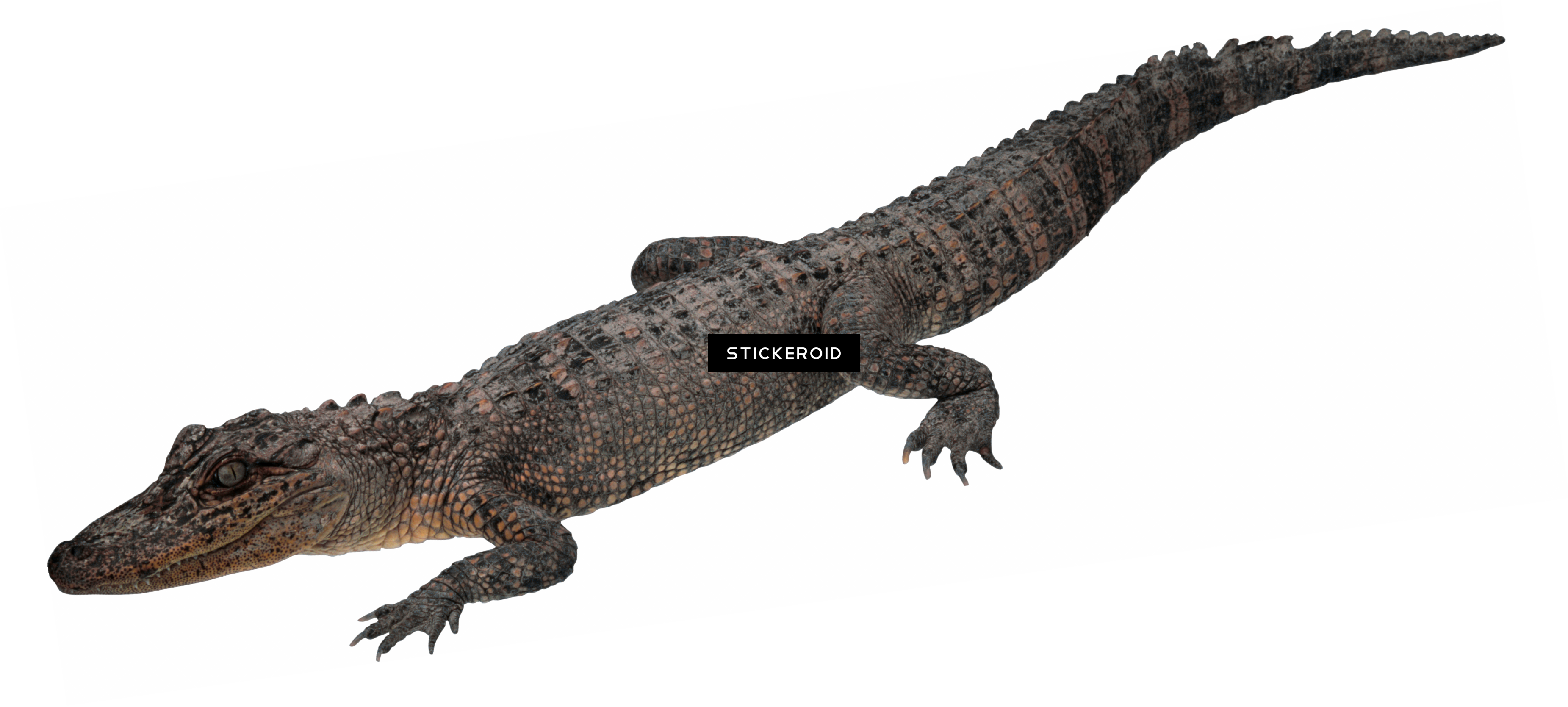 Crocodile Gator (3702x1669), Png Download