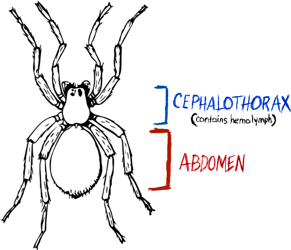 Spider, Spider Anatomy, Hydraulic Spider (800x600), Png Download