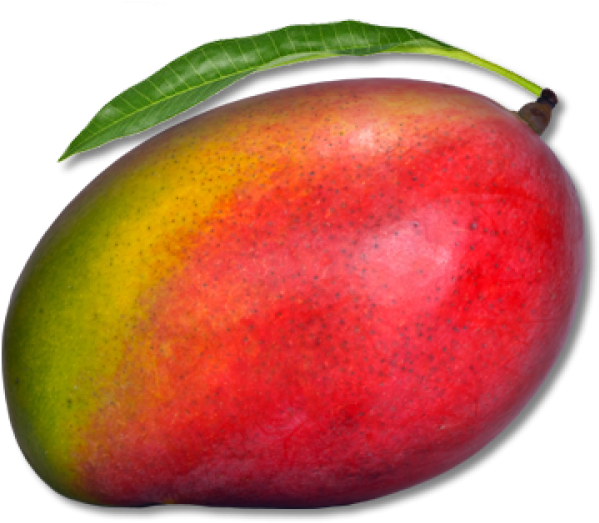 Mango Png Free Download (600x533), Png Download