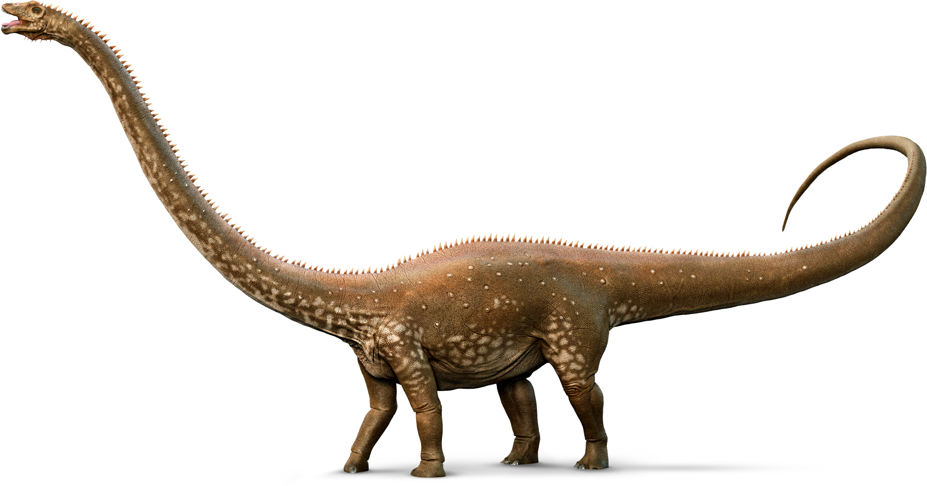 Diplodocus Png Picture (1895x1000), Png Download