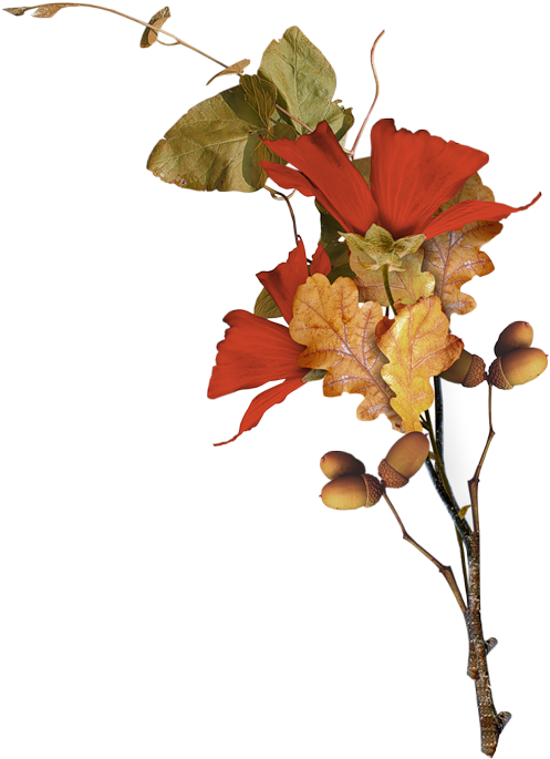 Enchanted, Leaf Flowers, Fall Plants, Polyvore Fashion, (800x800), Png Download