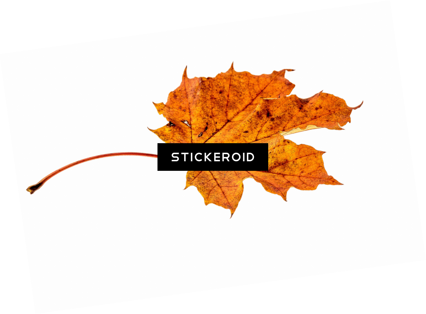 Autumn Brown Leaf (1385x1022), Png Download