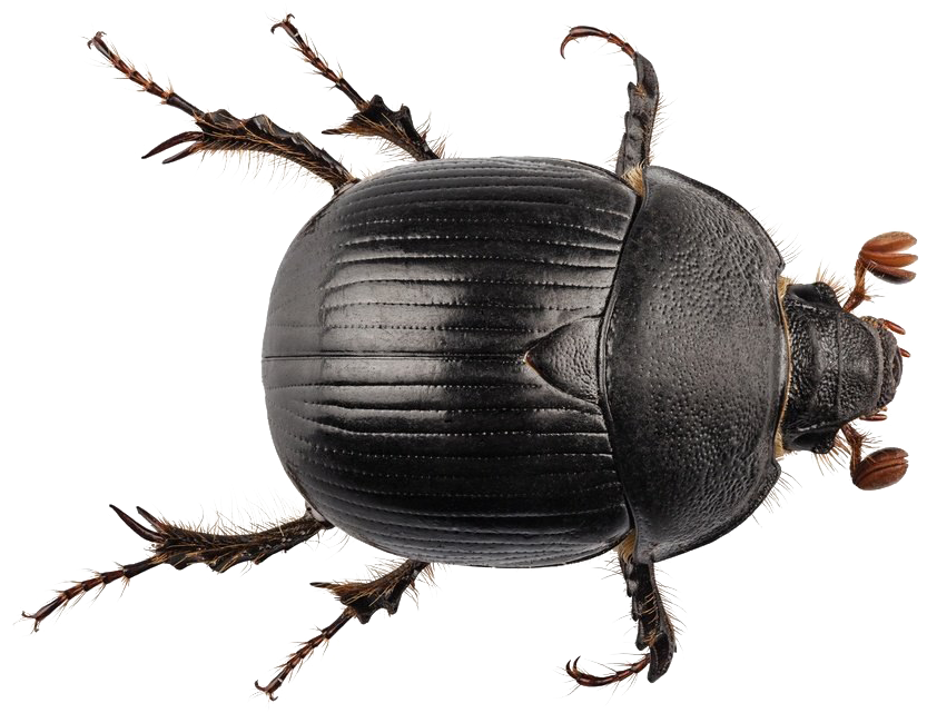 Download Black Beetle Png Transparent PNG Image with No Background