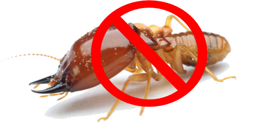 Termite (2000x2000), Png Download
