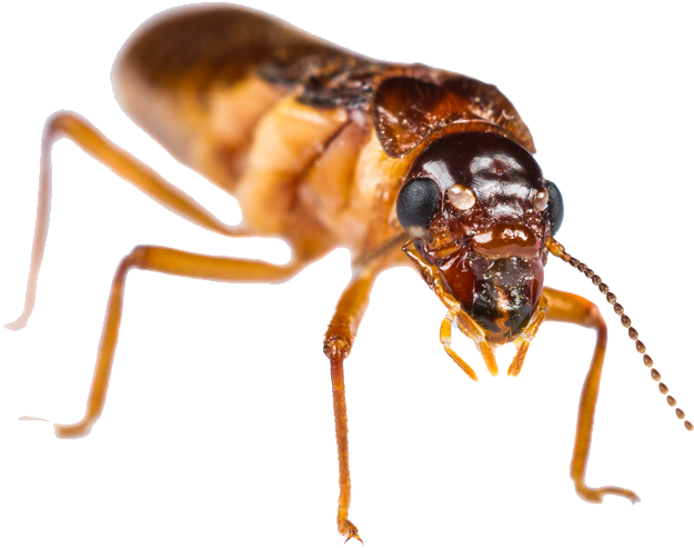 Long Lasting Termite Elimination (700x600), Png Download