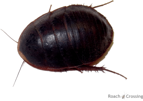 Abollianacc Abollianamap (663x480), Png Download