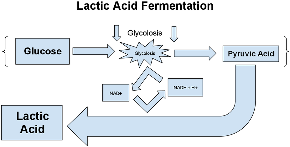 Lactic Acid Fermentation Equation (978x478), Png Download