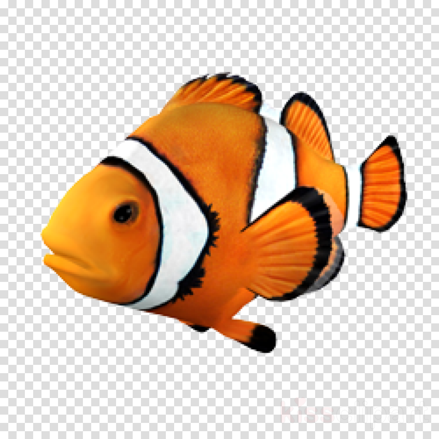 Clownfish Png Clipart Clownfish Clip Art (900x900), Png Download