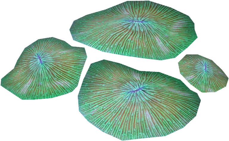 Plate Coral 1 (770x770), Png Download