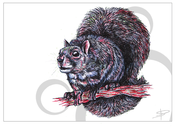 Squirrel Inkling (591x591), Png Download