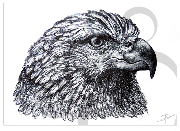 Eagle Inkling (591x591), Png Download