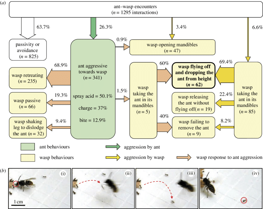 Flow Diagram Representing The Behavioural Responses (850x676), Png Download
