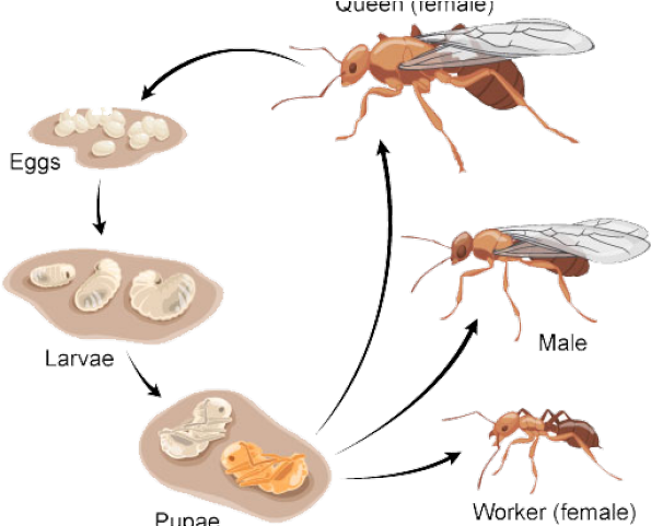 Ants Clipart Worker Ant (640x480), Png Download