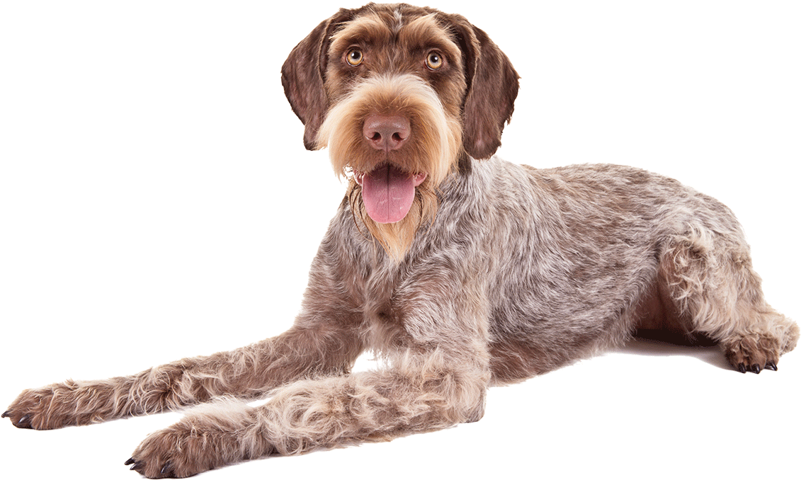 German Wirehaired Pointers (1170x780), Png Download