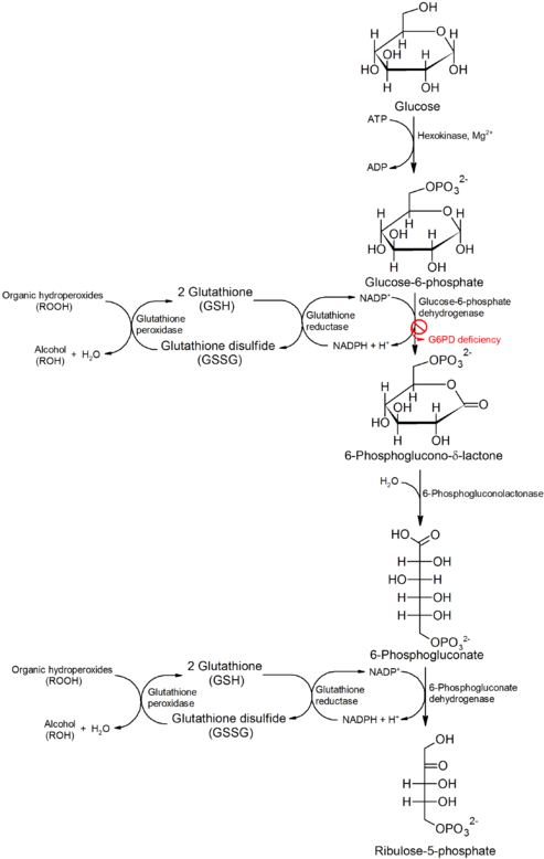 Pin By Return To Love Return To Love On Biology (500x786), Png Download