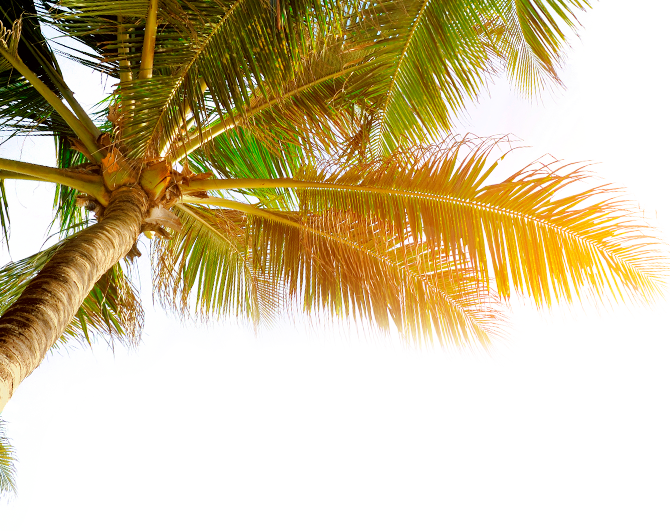 Coconut (670x531), Png Download