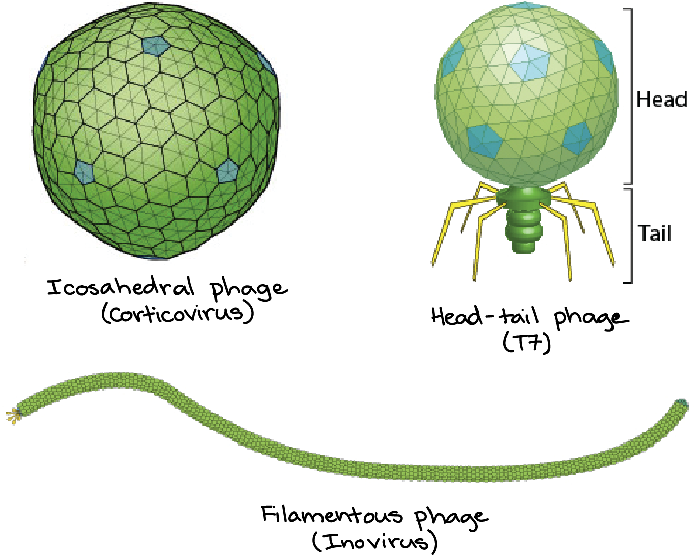 Icosahedral Phage, Head-tail Phage, And Filamentous (1853x1121), Png Download