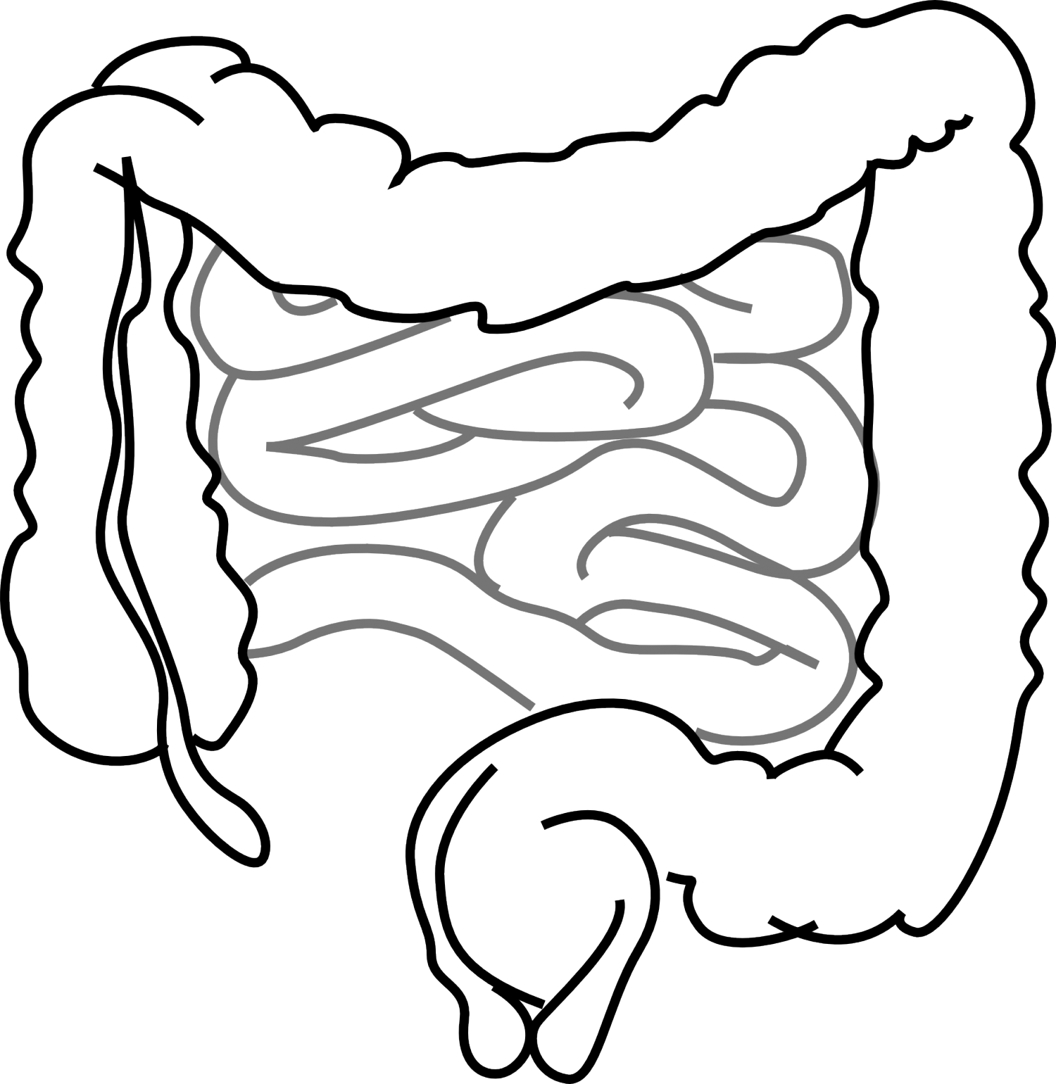 Human Stomach Drawing At Getdrawings - El Sistema Digestivo Plantilla (1500x1540), Png Download