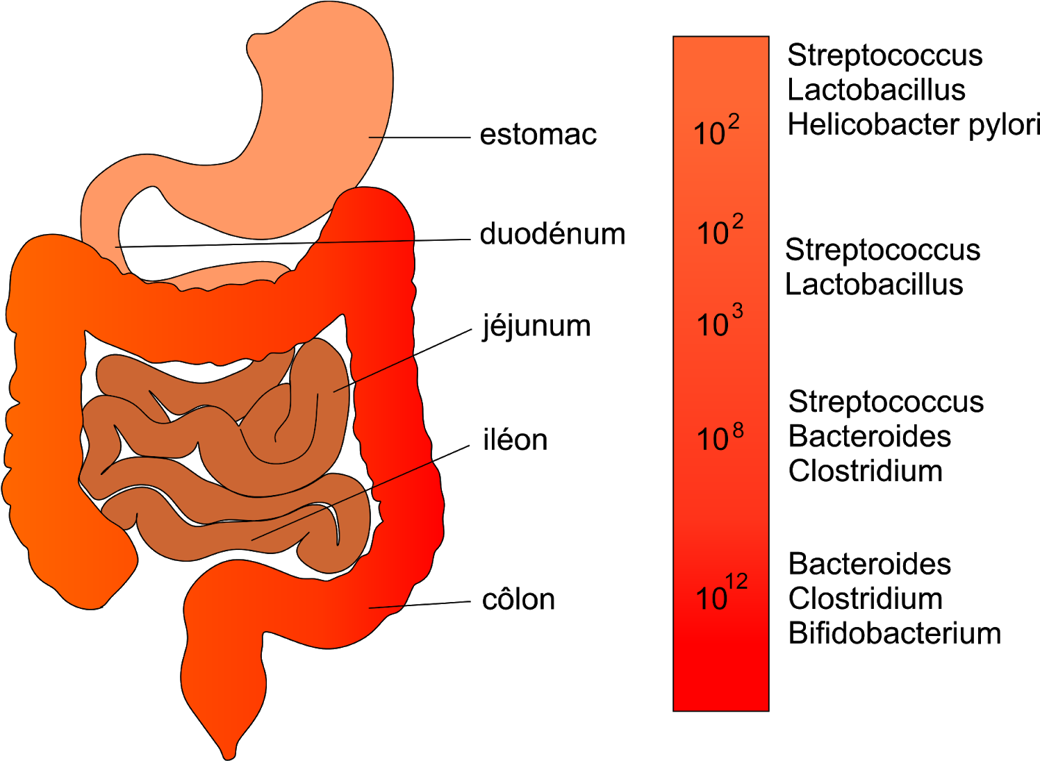 The Dangers Of Stomach Infections Png Stomach Infections - Microbiote Intestinal Composition (1600x1355), Png Download