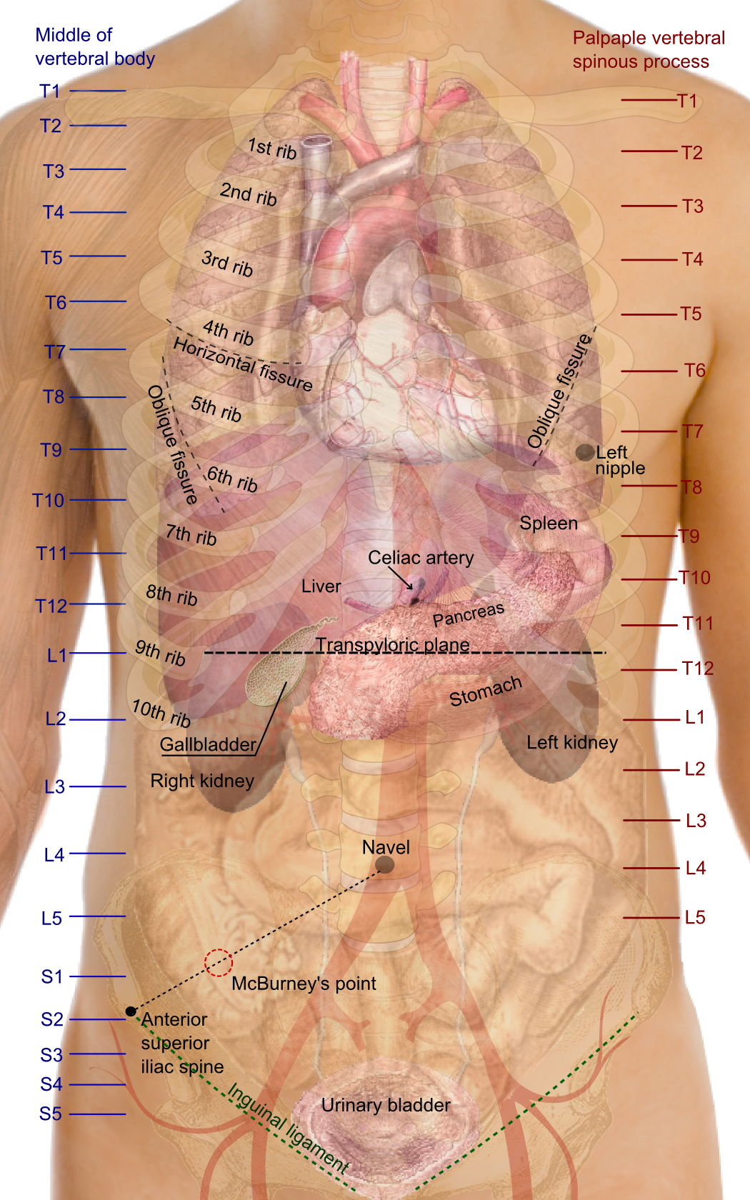 Surface Projections Of The Organs Of The Trunk - Vertebral Levels Of Organs (1050x1680), Png Download