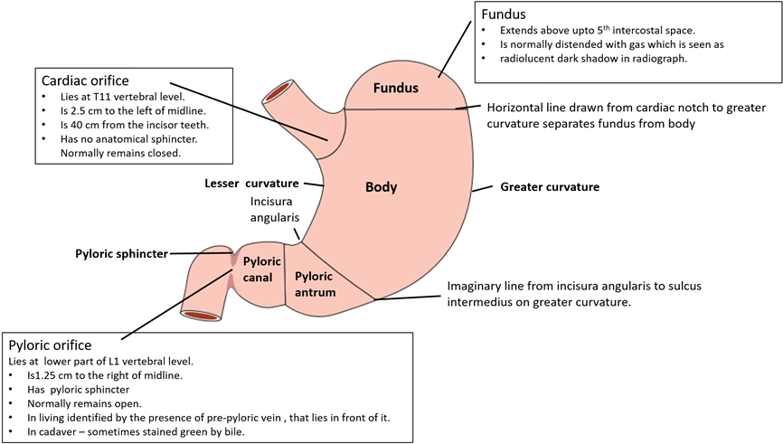 Stomach Parts And External Features - Manual Lymphatic Drainage (878x493), Png Download