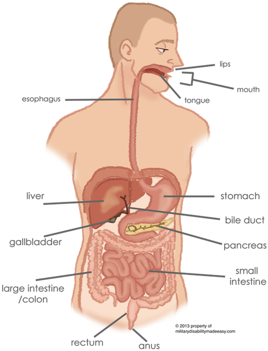 Organs Of The Digestive System - Abdomen Or Rectum (537x698), Png Download