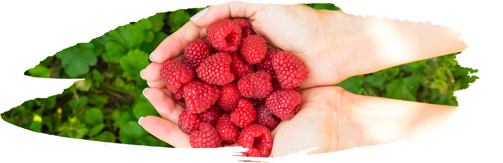 Early As Late June, Continue To Bloom Through July - Raspberry (1920x600), Png Download