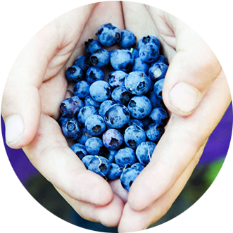 Cupped Hands Holding Freshly Picked Blueberries - Blueberry (400x400), Png Download