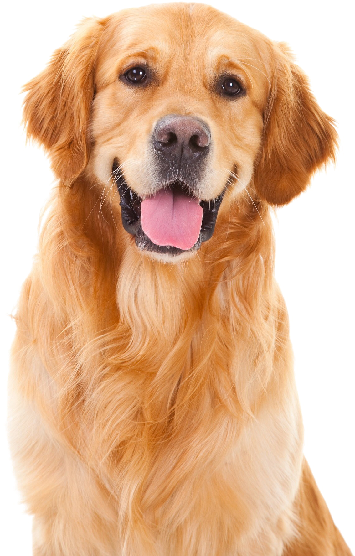 Golden Retriever Png Pic - Golden Retriever Dog Breeds (1300x1950), Png Download