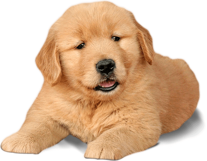 Labrador Chow Dogs Word - Chow Chow Labrador Retriever (692x536), Png Download