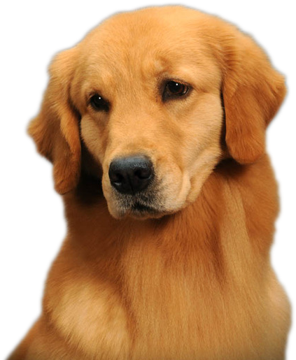 Golden Retriever Png Background Image - Golden Retriever Pug (431x524), Png Download