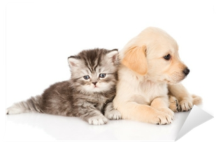 Golden Retriever Puppy Dog And British Tabby Cat Lying - Katzen Futterstation (400x400), Png Download