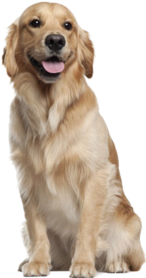 Dog Transparent Golden - Golden Retriever Training Guide Golden Retriever Training (425x425), Png Download