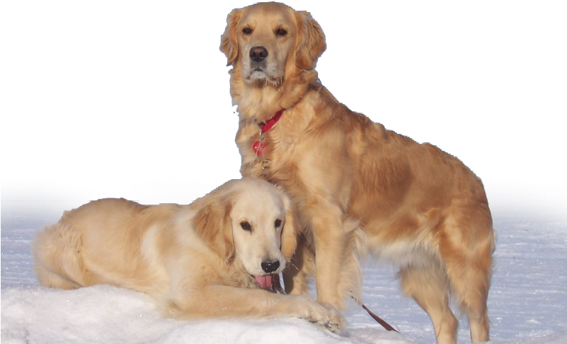 Home - Transparent Golden Retriver Lab (800x533), Png Download