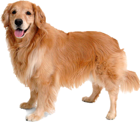 El Golden Es Una Raza Cariñosa Y Tolerante Con Los - Animals Pictures And Name (488x523), Png Download