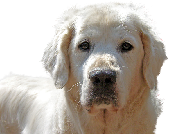 Golden Retriever, Isolated, Dog, Pet - Golden Retriever (453x340), Png Download
