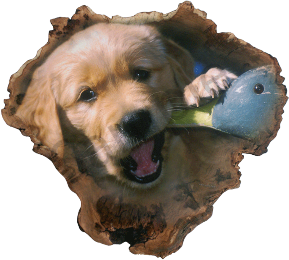 "chew Toy" - Cocker Spaniel (1000x898), Png Download