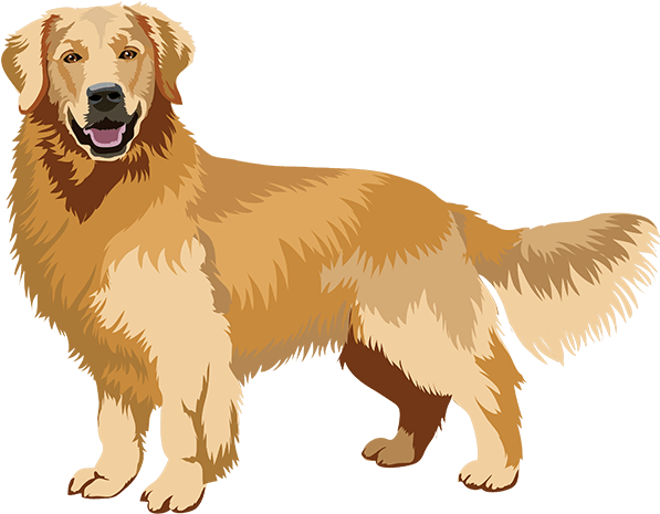 Realistic Dog Art Has Stickers - Golden Retriever Art Png (618x483), Png Download