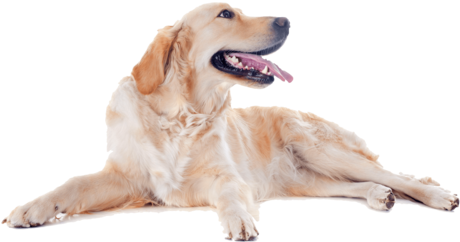Golden Retriever Happy Dog Nail Art Decals - Happy Dog Png (480x305), Png Download